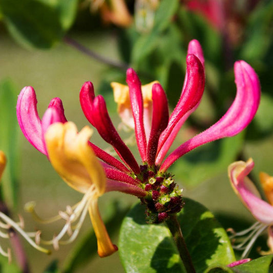 FRAGANCIA HEAVENLY HONESUCKLE